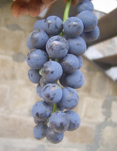 сорт винограда Венус сидлис