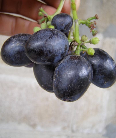 сорт винограда Блек фингер