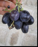 сорт Блек фингер