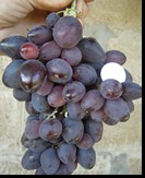 сорт Блек фингер