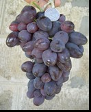 сорт Блек фингер