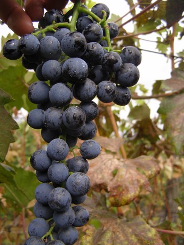 сорт винограда Гленора сидлис