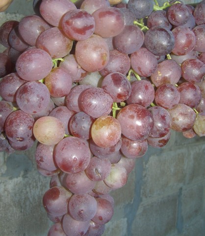 сорт винограда Кишмиш Молдавский