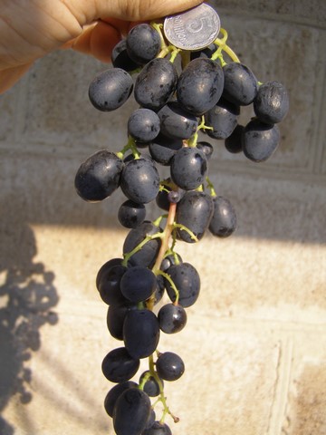 сорт винограда Летний Королевский