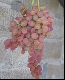 сорт Находка