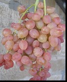 сорт Находка