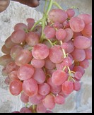 сорт Находка