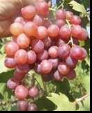 сорт Ред Роуз