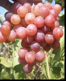 сорт Ред Роуз