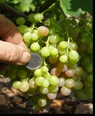 сорт Ред Роуз