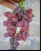 сорт Ред Роуз