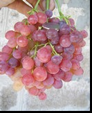 сорт Ред Роуз