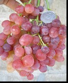 сорт Ред Роуз