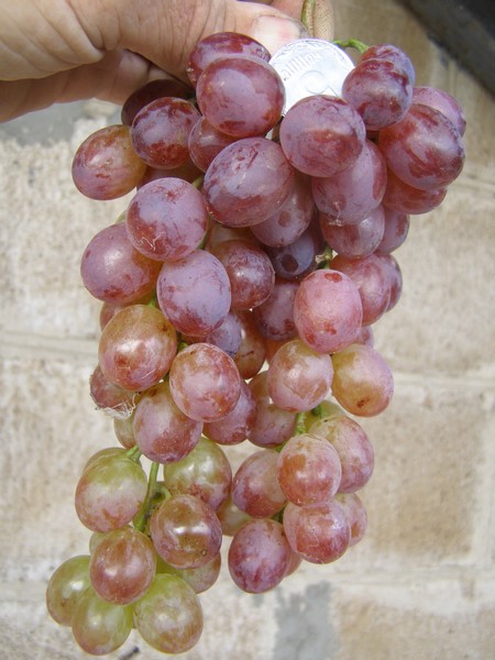 сорт винограда Руби сидлис