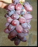 сорт Сатурн