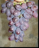 сорт Сатурн