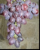 сорт Сатурн