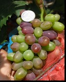 сорт Сатурн