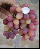 сорт Сатурн