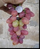 сорт Сатурн