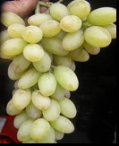 сорт Кишмиш Столетие