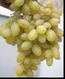 сорт Кишмиш Столетие