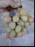 сорт Азалия