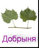 сорт Добрыня
