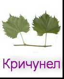 сорт Кричунел