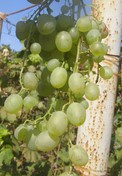 сорт винограда Кураж