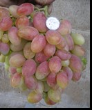 сорт Танюша