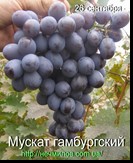 сорт Мускат гамбургский