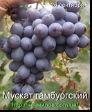 сорт Мускат гамбургский