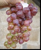 сорт Руби сидлис