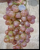 сорт Руби сидлис