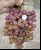 сорт Руби сидлис