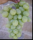 сорт Антоний Великий