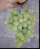 сорт Антоний Великий