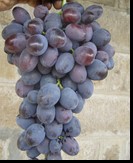 сорт Атаман Павлюк