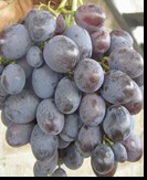 сорт Атаман Павлюк