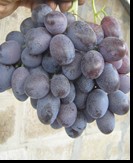 сорт Атаман Павлюк