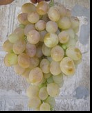 сорт Метеорит