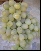 сорт Метеорит