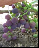 сорт Страшенский