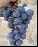 сорт Страшенский