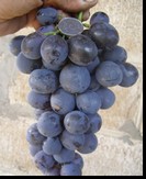 сорт Страшенский