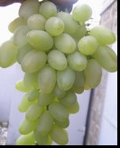 сорт Верона