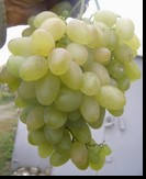 сорт Верона