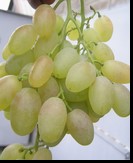 сорт Верона