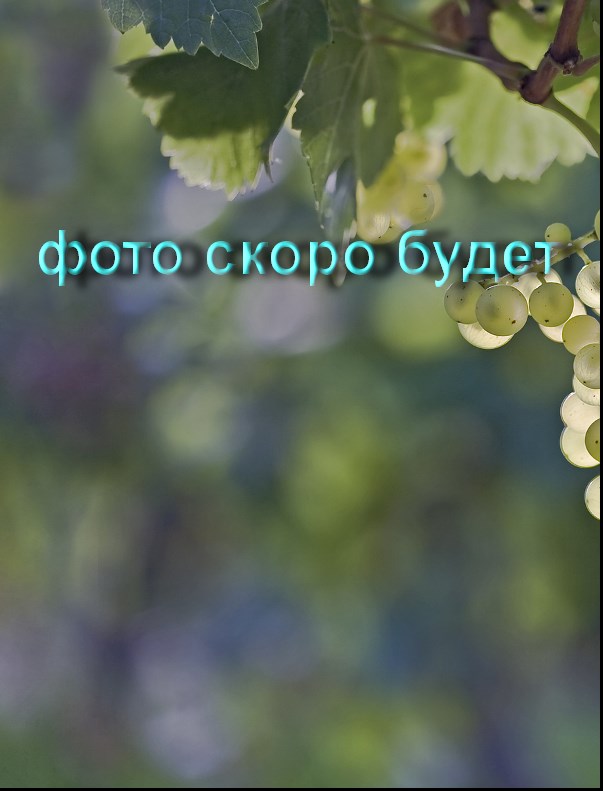 сорт винограда Дружба